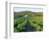 Vineyard, the Var, Cote d'Azur, Provence, France-J P De Manne-Framed Photographic Print