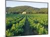 Vineyard, the Var, Cote d'Azur, Provence, France-J P De Manne-Mounted Photographic Print