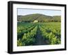 Vineyard, the Var, Cote d'Azur, Provence, France-J P De Manne-Framed Photographic Print