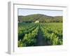 Vineyard, the Var, Cote d'Azur, Provence, France-J P De Manne-Framed Photographic Print