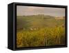 Vineyard, Tuscany, Italy, Europe-Firecrest Pictures-Framed Stretched Canvas
