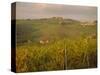 Vineyard, Tuscany, Italy, Europe-Firecrest Pictures-Stretched Canvas