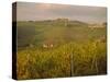 Vineyard, Tuscany, Italy, Europe-Firecrest Pictures-Stretched Canvas