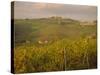 Vineyard, Tuscany, Italy, Europe-Firecrest Pictures-Stretched Canvas