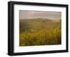 Vineyard, Tuscany, Italy, Europe-Firecrest Pictures-Framed Photographic Print