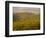 Vineyard, Tuscany, Italy, Europe-Firecrest Pictures-Framed Photographic Print