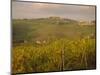 Vineyard, Tuscany, Italy, Europe-Firecrest Pictures-Mounted Photographic Print