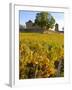 Vineyard View of Chateau de Pierreclos, Burgundy, France-Lisa S. Engelbrecht-Framed Photographic Print