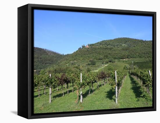 Vineyard, Vincenza, Veneto, Italy, Europe-Vincenzo Lombardo-Framed Stretched Canvas