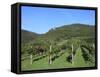 Vineyard, Vincenza, Veneto, Italy, Europe-Vincenzo Lombardo-Framed Stretched Canvas