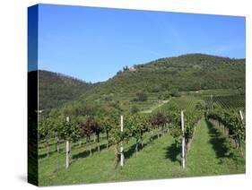 Vineyard, Vincenza, Veneto, Italy, Europe-Vincenzo Lombardo-Stretched Canvas