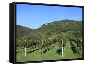 Vineyard, Vincenza, Veneto, Italy, Europe-Vincenzo Lombardo-Framed Stretched Canvas