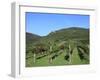 Vineyard, Vincenza, Veneto, Italy, Europe-Vincenzo Lombardo-Framed Photographic Print