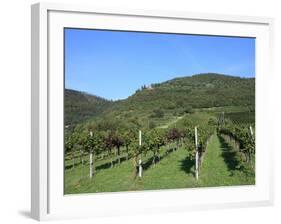 Vineyard, Vincenza, Veneto, Italy, Europe-Vincenzo Lombardo-Framed Photographic Print