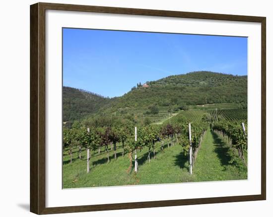 Vineyard, Vincenza, Veneto, Italy, Europe-Vincenzo Lombardo-Framed Photographic Print