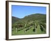 Vineyard, Vincenza, Veneto, Italy, Europe-Vincenzo Lombardo-Framed Photographic Print