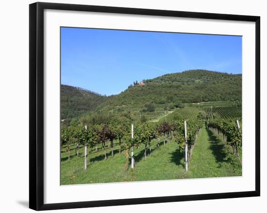 Vineyard, Vincenza, Veneto, Italy, Europe-Vincenzo Lombardo-Framed Photographic Print