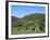 Vineyard, Vincenza, Veneto, Italy, Europe-Vincenzo Lombardo-Framed Photographic Print