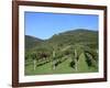 Vineyard, Vincenza, Veneto, Italy, Europe-Vincenzo Lombardo-Framed Photographic Print