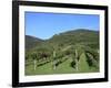 Vineyard, Vincenza, Veneto, Italy, Europe-Vincenzo Lombardo-Framed Photographic Print