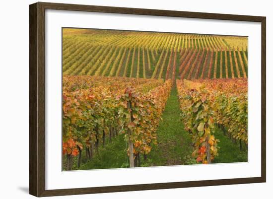 Vineyard, Vines, Autumn, Vines, Leaves-Herbert Kehrer-Framed Photographic Print