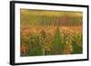 Vineyard, Vines, Autumn, Vines, Leaves-Herbert Kehrer-Framed Photographic Print