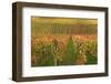 Vineyard, Vines, Autumn, Vines, Leaves-Herbert Kehrer-Framed Photographic Print