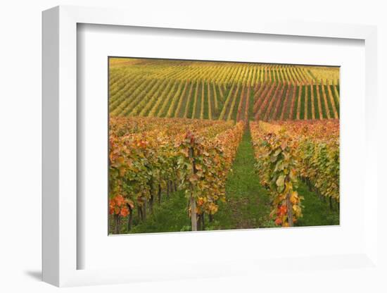 Vineyard, Vines, Autumn, Vines, Leaves-Herbert Kehrer-Framed Photographic Print