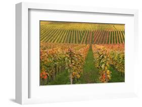 Vineyard, Vines, Autumn, Vines, Leaves-Herbert Kehrer-Framed Photographic Print