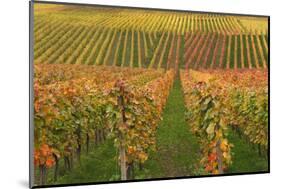 Vineyard, Vines, Autumn, Vines, Leaves-Herbert Kehrer-Mounted Photographic Print