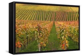 Vineyard, Vines, Autumn, Vines, Leaves-Herbert Kehrer-Framed Stretched Canvas