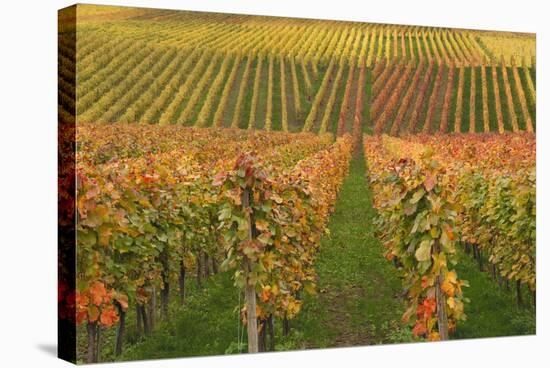 Vineyard, Vines, Autumn, Vines, Leaves-Herbert Kehrer-Stretched Canvas