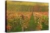 Vineyard, Vines, Autumn, Vines, Leaves-Herbert Kehrer-Stretched Canvas