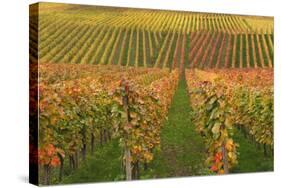 Vineyard, Vines, Autumn, Vines, Leaves-Herbert Kehrer-Stretched Canvas