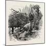 Vineyard Watchman, Botzen, Italy, 19th Century-null-Mounted Giclee Print