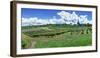 Vineyard, Whangarei, Northland, New Zealand-Panoramic Images-Framed Photographic Print