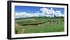 Vineyard, Whangarei, Northland, New Zealand-Panoramic Images-Framed Photographic Print