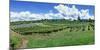 Vineyard, Whangarei, Northland, New Zealand-Panoramic Images-Mounted Photographic Print