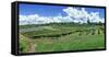 Vineyard, Whangarei, Northland, New Zealand-Panoramic Images-Framed Stretched Canvas