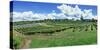 Vineyard, Whangarei, Northland, New Zealand-Panoramic Images-Stretched Canvas