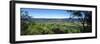 Vineyard, Wine Country, California, USA-Panoramic Images-Framed Photographic Print