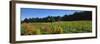 Vineyard, Wine Country, Sonoma Valley, California, USA-Panoramic Images-Framed Photographic Print