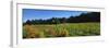 Vineyard, Wine Country, Sonoma Valley, California, USA-Panoramic Images-Framed Photographic Print