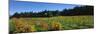 Vineyard, Wine Country, Sonoma Valley, California, USA-Panoramic Images-Mounted Photographic Print