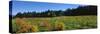 Vineyard, Wine Country, Sonoma Valley, California, USA-Panoramic Images-Stretched Canvas