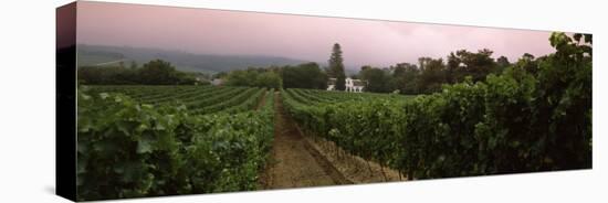 Vineyard with a Cape Dutch Style House, Vergelegen, Capetown Near Somerset West, South Africa-null-Stretched Canvas