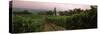 Vineyard with a Cape Dutch Style House, Vergelegen, Capetown Near Somerset West, South Africa-null-Stretched Canvas