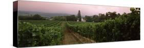 Vineyard with a Cape Dutch Style House, Vergelegen, Capetown Near Somerset West, South Africa-null-Stretched Canvas