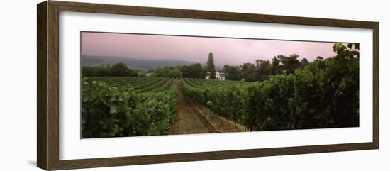 Vineyard with a Cape Dutch Style House, Vergelegen, Capetown Near Somerset West, South Africa-null-Framed Photographic Print