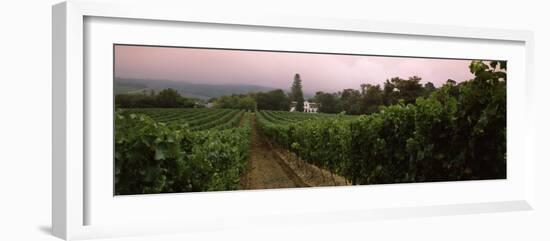 Vineyard with a Cape Dutch Style House, Vergelegen, Capetown Near Somerset West, South Africa-null-Framed Photographic Print